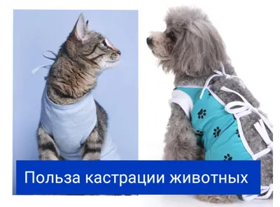Крипторхизм (и речь сейчас не про крипту)