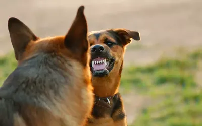 Кастрация или стерилизация щенка: стоит ли проводить операцию | Hill's Pet