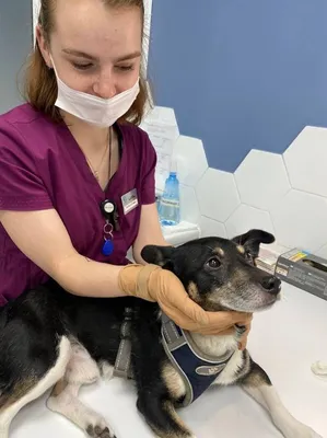 Стерилизация (кастрация) собаки в Нижнем Новгороде ❤️ Цена от 4000 руб