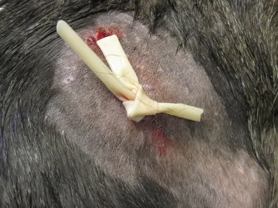 https://journal.tinkoff.ru/dog-castration/