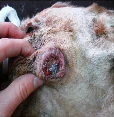Лечение опухолей у собак | Сеть ветеринарных клиник «Ветус»