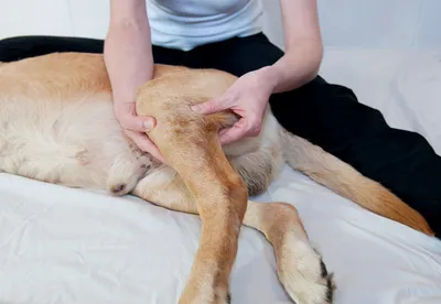 Опухоль молочной железы у собаки (ОМЖ) | Истории из практики