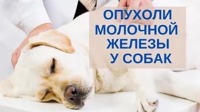 Опухоли молочных желез у собак и кошек