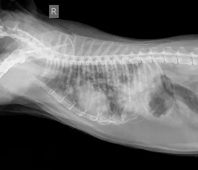 Опухоль молочных желез у кошек - виды, диагностика, лечение