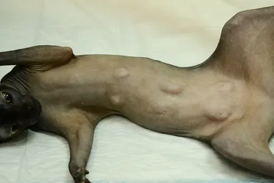 В Омске на собаке обнаружили опухоль размером с голову - ФОТО | 28.02.2018  | Омск - БезФормата