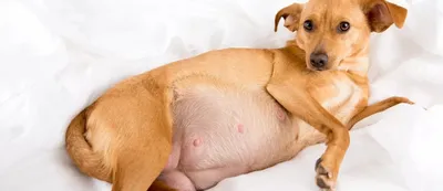 Рак молочной железы у собак фото фотографии
