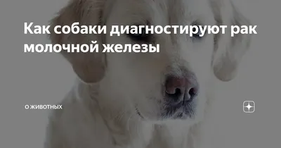 Диагностика и лечение рака молочной железы у кошек и собак в РФ