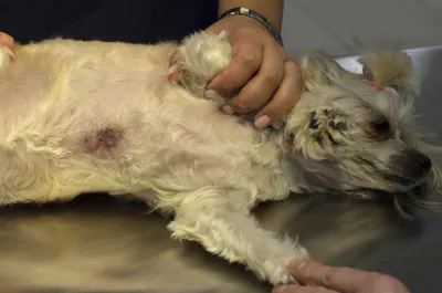 Новообразование молочной железы кошки. В данном случае лечение оперативное.