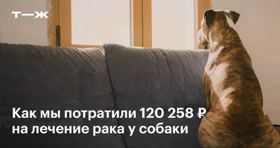 Лечение рака молочных желез у собак- удаление опухоли молочной железы у  собаки