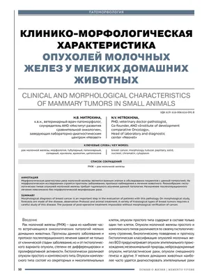 Типичные ошибки при лечении онкологических заболеваний у кошек и собак