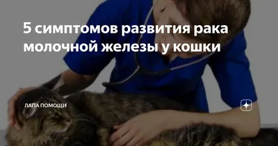 Клинико-морфологическая характеристика опухолей молочных желез у мелких  домашних животных – тема научной статьи по ветеринарным наукам читайте  бесплатно текст научно-исследовательской работы в электронной библиотеке  КиберЛенинка