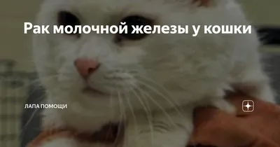 Рак молочной железы (РМЖ): симптомы, стадии, причины, классификация,  диагностика, лечение и прогнозы при раке груди