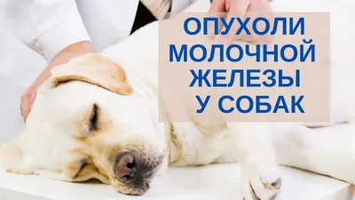 Унилатеральная мастэктомия у кошек, собак в ветклинике «В Добрые Руки»