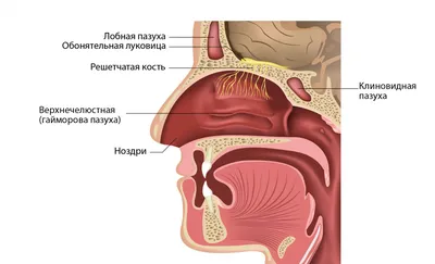 Рак полости рта и гортани