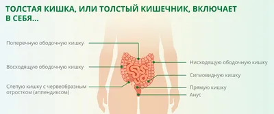 Плоскоклеточный ороговевающий рак фаланги пальца у собаки | Гистология