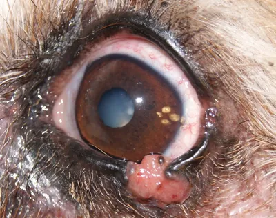 Рак кожи у собак - фото, симптомы, лечение в ветклинике «Свой Доктор»