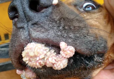 Собака Белла, онкология, сбор на операцию - Фонд помощи бездомным животным  \"РЭЙ\"