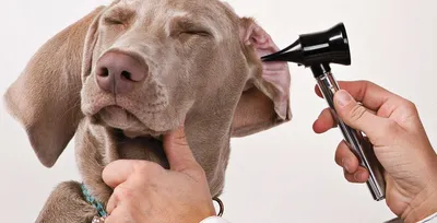 Стерилизация собаки — цены и запись на приём в ветклинику «АМИКУС ВЕТ»