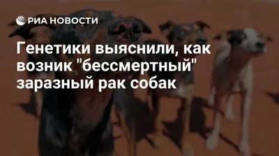 Опухоль века у собак и кошек: симптомы, лечение