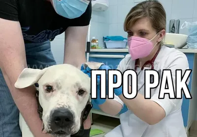 Лечение опухолей кожи у животных - ветцентр Воронцова