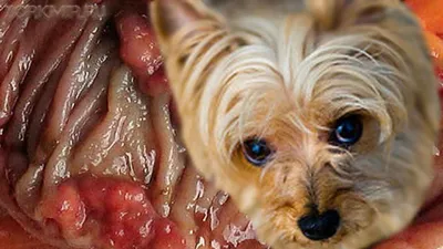 Опухоли молочных желез у собак. Что вы можете сделать для своего питомца.