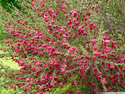 Ракитник 'Red Wings',С1,5-2 купить в Минске, цены