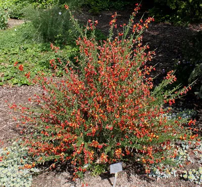 Ракитник ранний (Cytisus praecox Beauverd) – Цветущие кустарники Буква «Р»  - цветочный портал Ваш Сад!