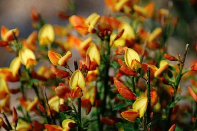 Ракитник ранний Олголд (Cytisus Allgold) С1,5 — Питомник Летний сад