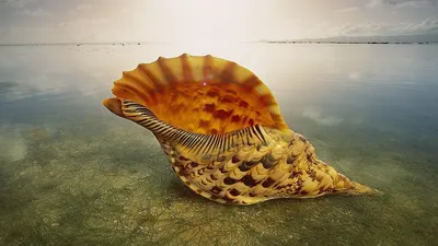 Ракушки Big