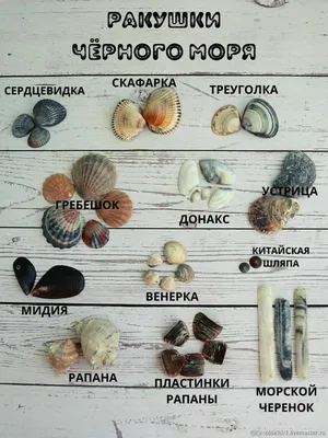 Набор \"Морские ракушки\"