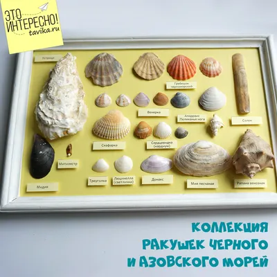Набор из 12 видов Черноморских ракушек в интернет-магазине Ярмарка Мастеров  по цене 490 ₽ – OD7K8RU | Ракушки, Анапа - доставка по России