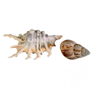 Набор ракушек/ Морские ракушки для декораций AQUARIUM 36402215 купить за  159 ₽ в интернет-магазине Wildberries