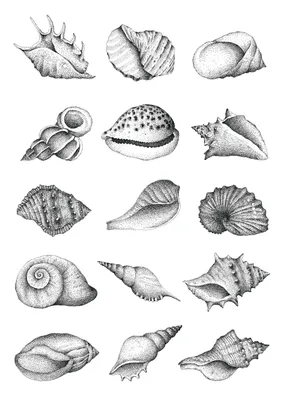 О чём поют ракушки. Книги о ракушках