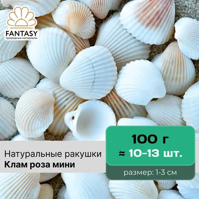 Ракушки Бабилония, 3-5 см — Калейдоскоп