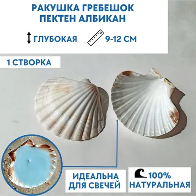Ткань гобеленовая «Юг Ракушки» - ткань с ракушками купить в  интернет-магазине недорого