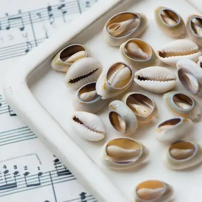 Shells. Ракушки. PNG. | Ракушки, Декупаж, Картины