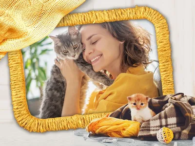 Картинки рамки для с кошками: разные размеры и форматы скачивания