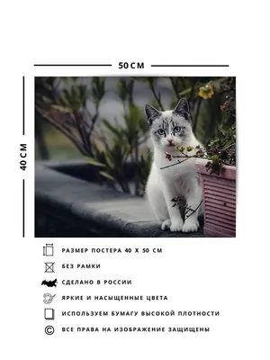 Картинки рамки для с кошками: выберите фон и эффект для вашего изображения