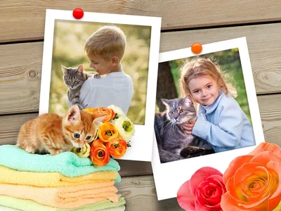 Изображения рамки для с кошками: png, jpg, webp - выбирайте подходящий формат