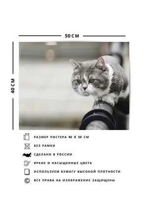 Изображения рамки для с кошками: выберите эффект и настроение вашего фото
