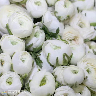 White Elegance Ranunculus - Petaljet