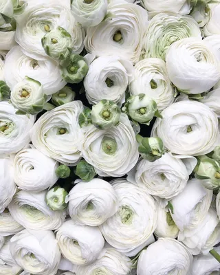 Ranunculus Aviv 'White' Persian Buttercup from ADR Bulbs
