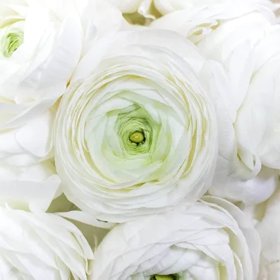 Ranunculus Bulbs - White | Flower Bulbs | Eden Brothers