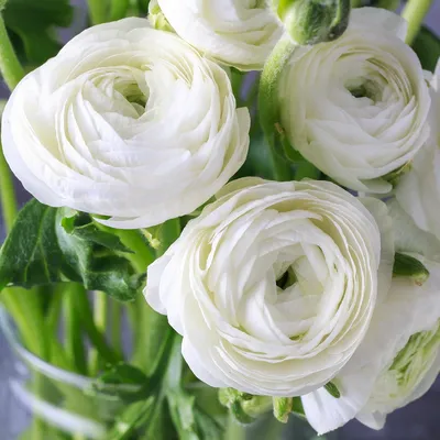 Tecolote Ranunculus White Bulbs For Sale | White Ranunculus – Easy To Grow  Bulbs