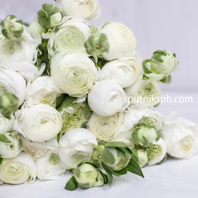 Ranunculus White Bouquet - Piper Classics