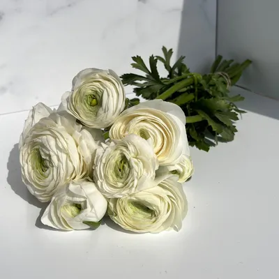 Ранункулюс белый купить в Минске - LIONflowers