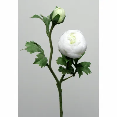 White Ranunculus Flowers | Fresh Wedding Flowers | Flower Moxie