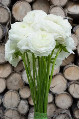 Ranunculus Corms-White – Sunny Meadows Flower Farm