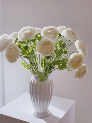 TALL WHITE RANUNCULUS – Ferri Seeds