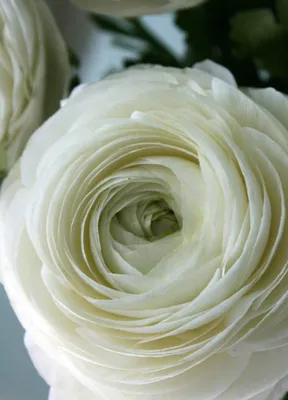White Ranunculus - Fresh Blooms for Sale | Flower Explosion